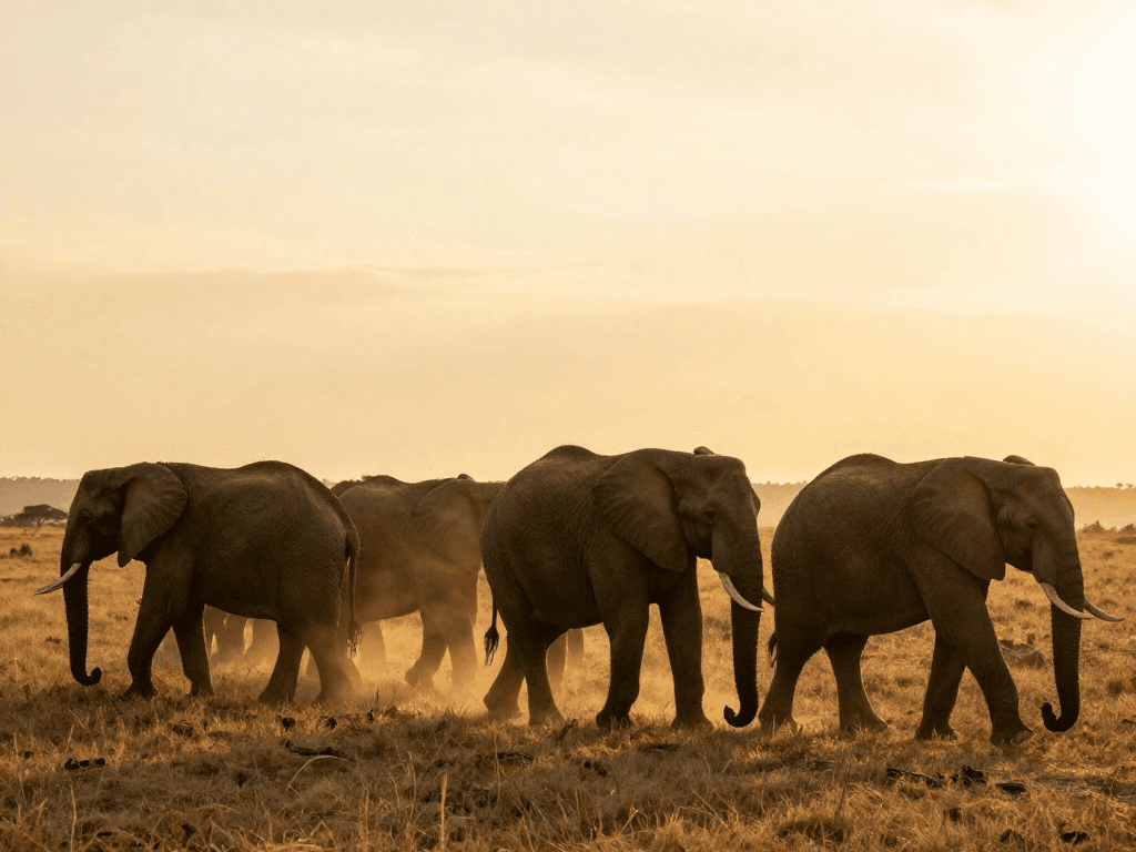 A herd of elephants threads a sunlit savannah at gold dusk, dust halos lifting off their massive silhouettes as a slightly elevated 35mm sho